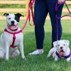 Coastal Pet Single-Ply Nylon Dog Leash Lime Green - 4 feet x 3/8"W