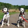 Coastal Pet Single-Ply Nylon Dog Leash Blue Lagoon - 4 feet x 5/8"W