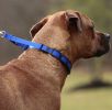 Coastal Pet Natural Control Training Collar Links - 3 count