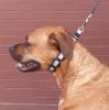 Coastal Pet Natural Control Training Collar Gray - 16" Long