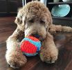 Chuckit Indoor Ball - Indoor Ball (1 Pack)