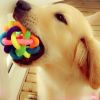Colorful Rubber Training Chew Ball Small Bell Squeaky Sound Play Toy Dog Bite Resistant Ball Dog Accessories