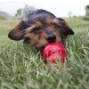 KONG Easy Treat Pepperoni Flavor