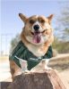 Pets First Michigan State Mesh Jersey for Dogs