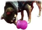 Starmark Everlasting Treat Groovy Ball Small